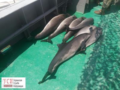 Одесская область: пограничники обнаружили причину массовой гибели дельфинов (фото, видео) «фото»