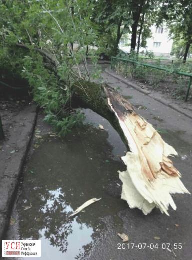Последствия урагана в Одессе: коммунальщики убирают поваленные деревья (фото) «фото»