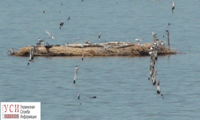 На лимане в Одесской области построят экоостров (фото) «фото»