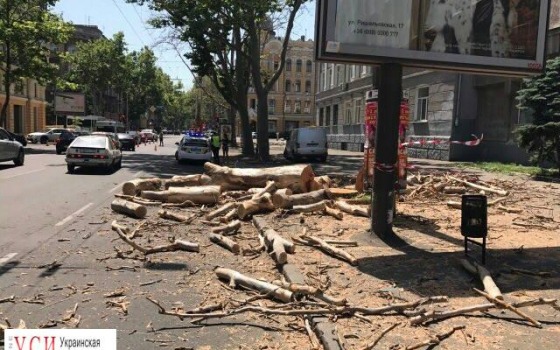 В центре Одессы вырубили многовековые платаны (фото) «фото»