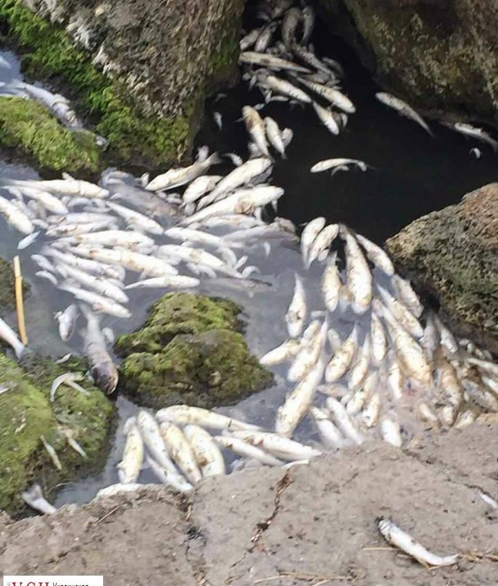 Массовую гибель рыбы зафиксировали в Хаджибейском лимане (фото) «фото»