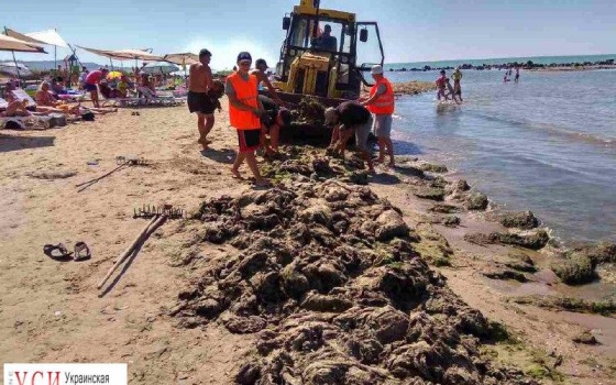 Нашествие водорослей: на поселке Котовского не убирают пляж, а в Крыжановке уже подсуетились (фото) usionline.com Нашествие водорослей: на поселке Котовского не убирают пляж, а в Крыжановке уже подсуетились (фото) «фото»