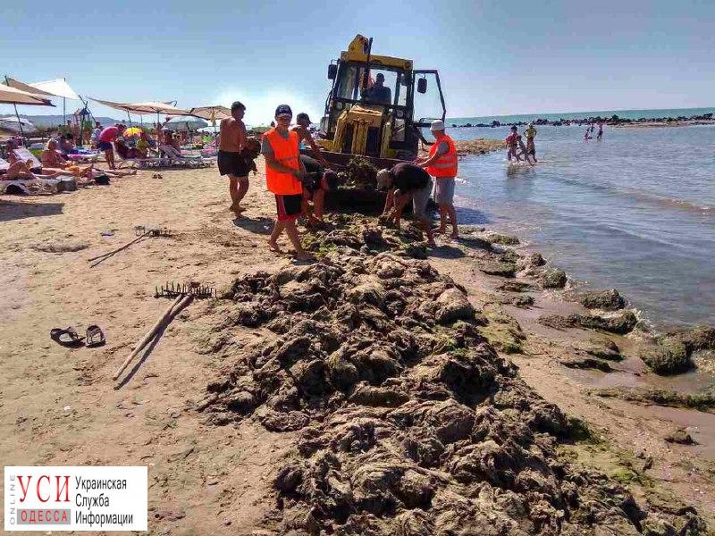 Нашествие водорослей: на поселке Котовского не убирают пляж, а в Крыжановке уже подсуетились (фото) «фото»