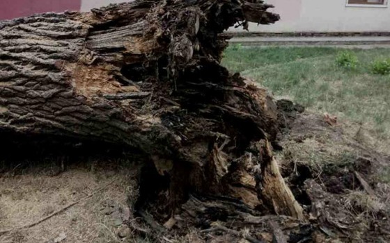 На Адмиральском проспекте снова рухнуло дерево (фото) «фото»