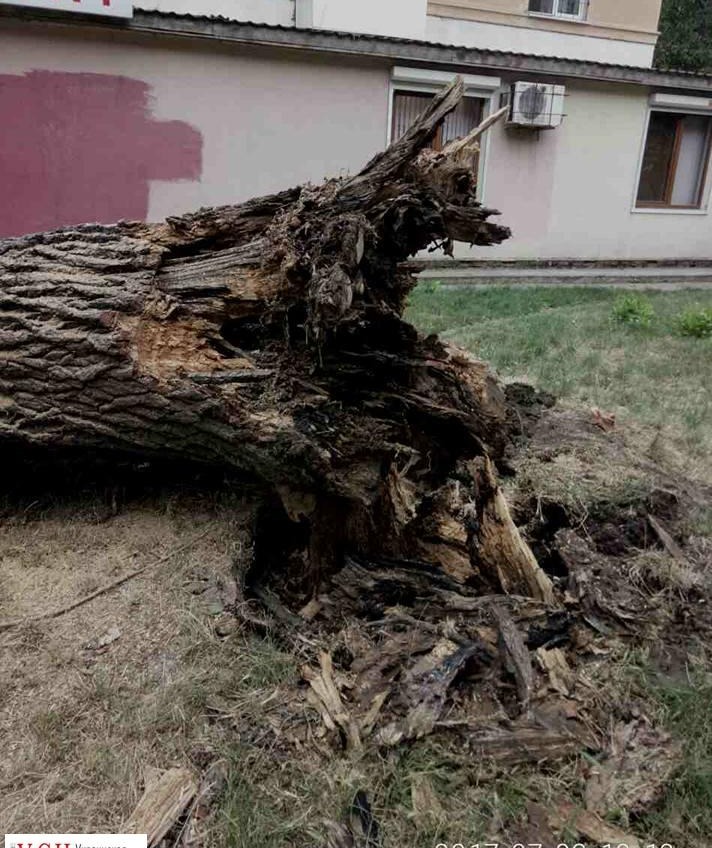На Адмиральском проспекте снова рухнуло дерево (фото) «фото»