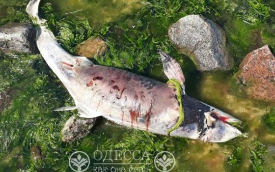 Волны выбросили мертвого дельфина на пляж на 16-й станции Большого Фонтана (фото) «фото»