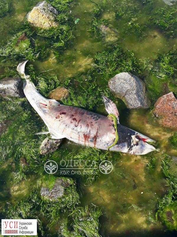 Волны выбросили мертвого дельфина на пляж на 16-й станции Большого Фонтана (фото) «фото»