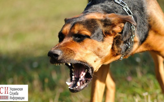 Суд конфисковал собаку у жительницы Измаила «фото»