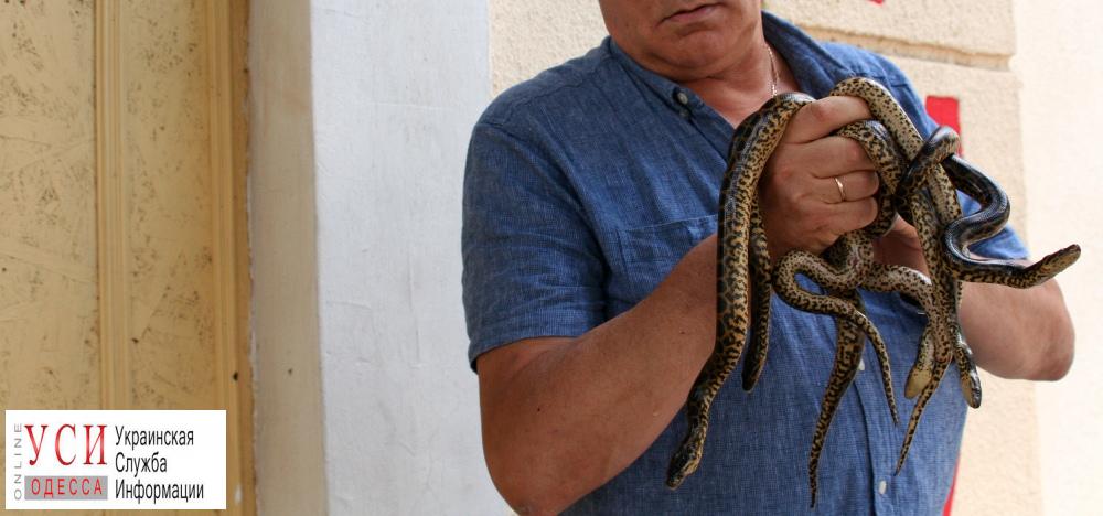 Змеиное прибавление: в одесском зоопарке подрастают анаконды (фото) «фото»
