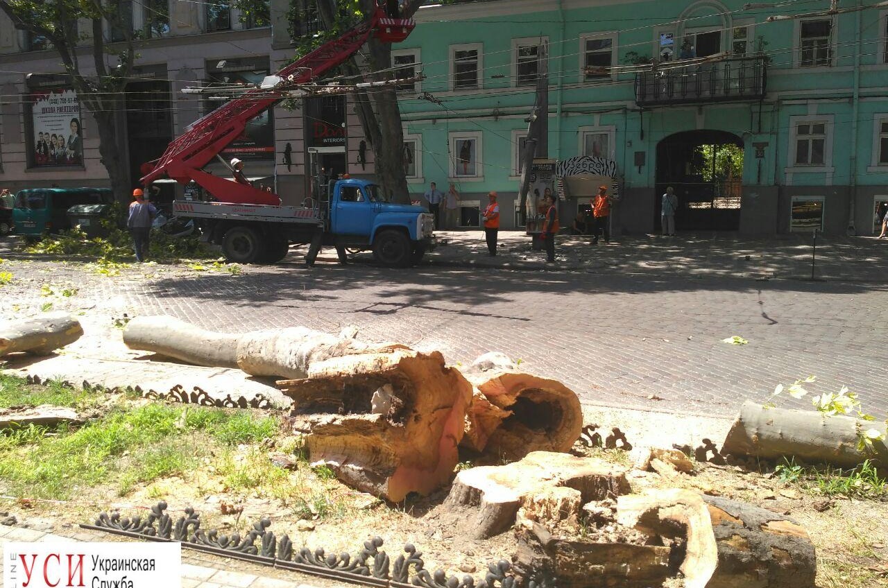 В центре Одессы рухнуло дерево на элитный автомобиль (фото) «фото»