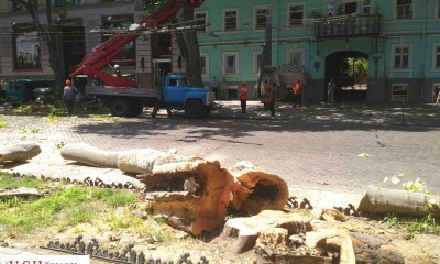 В центре Одессы рухнуло дерево на элитный автомобиль (фото) «фото»