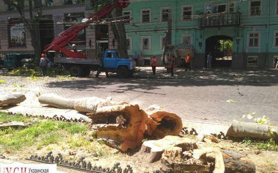 В центре Одессы рухнуло дерево на элитный автомобиль (фото) usionline.com В центре Одессы рухнуло дерево на элитный автомобиль (фото) «фото»