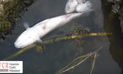 Стали известны причины гибели рыбы в Хаджибейском лимане (видео) «фото»