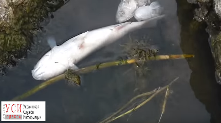 Стали известны причины гибели рыбы в Хаджибейском лимане (видео) «фото»