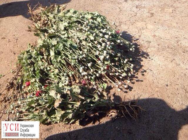Тарутинский район: в огороде пенсионерки обнаружили 90 кустов мака (фото) «фото»