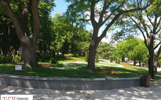 У Стамбульского парка разрешат выгуливать собак «фото»