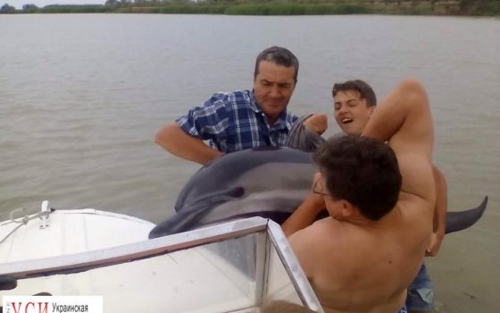 В Вилково спасли с мелководья трех дельфинов (фото) «фото»