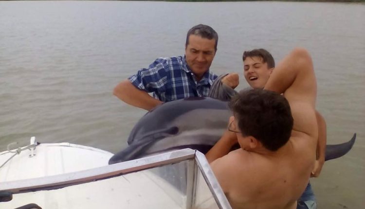 В Вилково спасли с мелководья трех дельфинов (фото)