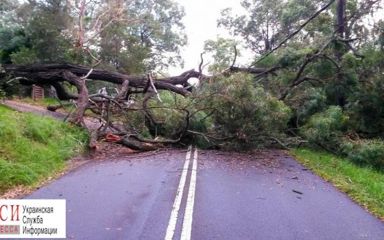 Упавшие из-за непогоды деревья перекрыли путь транспорту в Одесской области «фото»