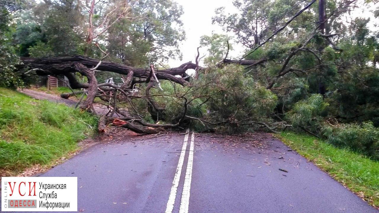 Упавшие из-за непогоды деревья перекрыли путь транспорту в Одесской области «фото»