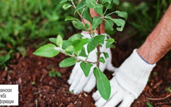 Мэр Одессы о защитниках зеленой зоны: зеленый лист, зеленый глист, что-то такое «фото»