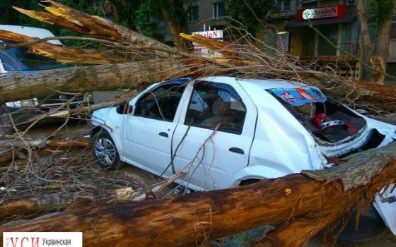 На поселке Котовского дерево повредило припаркованную машину (фото) «фото»