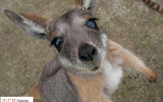 На дискотеке в Одессе горожан развлекает кенгуру «фото»