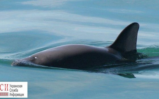 Под Одессой возросла смертность дельфинов: экологи подозревают инфекцию или загрязнение «фото»