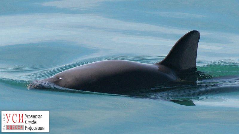 Под Одессой возросла смертность дельфинов: экологи подозревают инфекцию или загрязнение «фото»