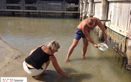 Браконьеры засыпали канал, объединяющий Тузловский лиман с морем (фото) «фото»