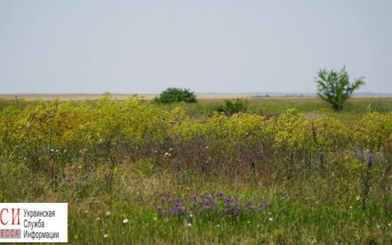 Министерство обороны пытается лишить Тарутинскую степь статуса заказника «фото»