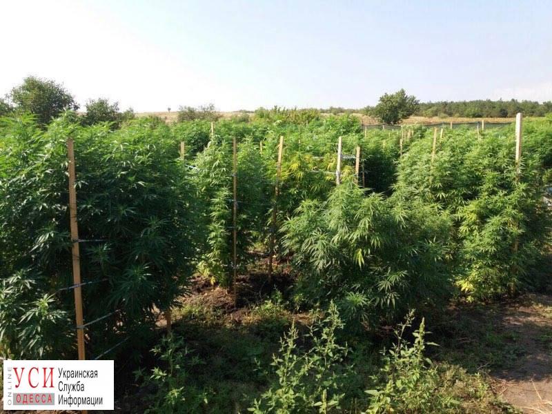 В Николаевской области выращивали наркотики для реализации в Одессе (фото) «фото»