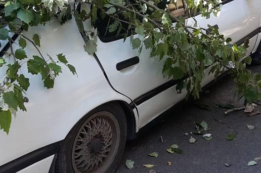 На Молдаванке дерево рухнуло на припаркованный автомобиль (фото) «фото»
