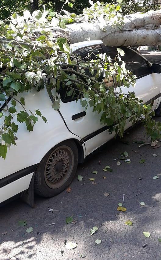 На Молдаванке дерево рухнуло на припаркованный автомобиль (фото) «фото»