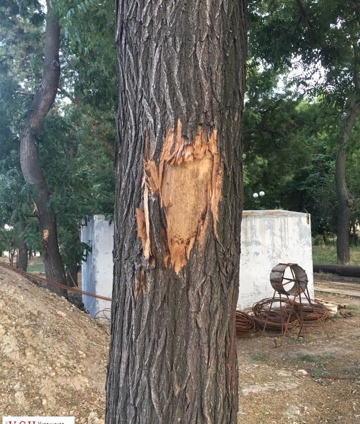 Рабочие “Гефеста” строительной техникой покалечили деревья в Греческом парке (фото) «фото»