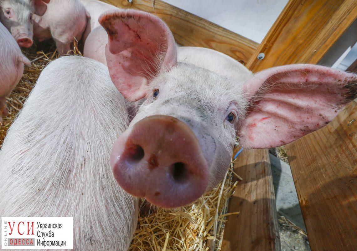 В Саратском районе обнаружили африканскую чуму свиней «фото»