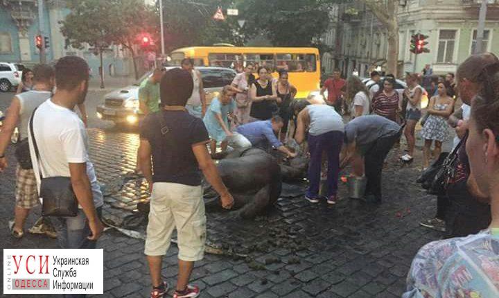 Полиция начала уголовное производство против хозяев упавшей в обморок лошади «фото»