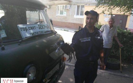 В Черноморске спасли котенка, который застрял внутри столба (фото) «фото»