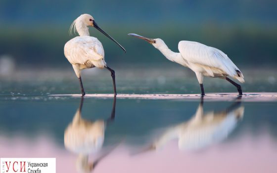 Снимок, сделанный в Одесской области, выиграл в международном конкурсе “Вики любит Землю” (фото) «фото»