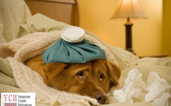 Одесситам расскажут, как оказывать первую помощь животным «фото»