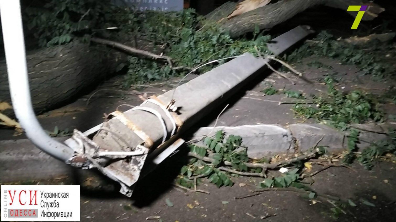 В Приморском районе упавшее дерево снесло столб электросети: есть пострадавшие (фото) «фото»
