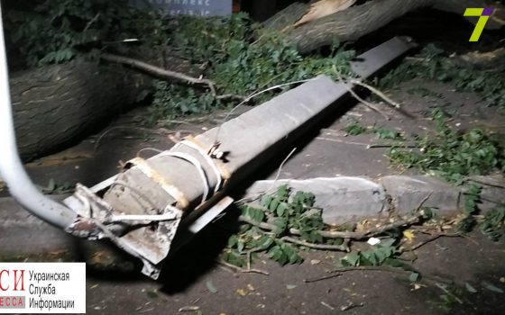 В Приморском районе упавшее дерево снесло столб электросети: есть пострадавшие (фото) «фото»