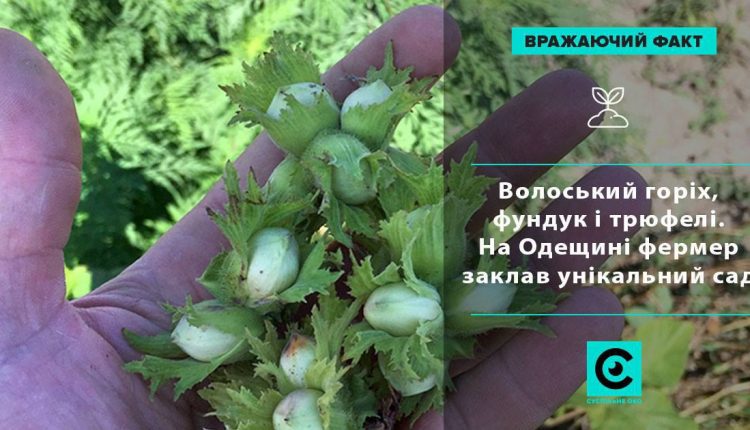 фото: Суспільне око