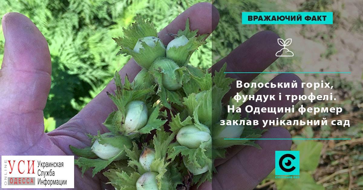 Фермер из Одесской области заложил уникальный смешанный сад, где выращивает орехи и трюфели «фото»