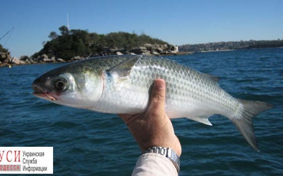В Одесской области ввели запрет на вылов азово-черноморской кефали (документ) «фото»