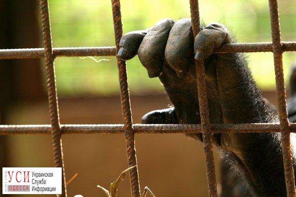 Зоозащитники добились закрытия контактного зоопарка в Одессе «фото»