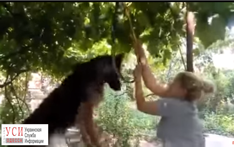 Одесская полиция нашла живодерку, которая сняла видео с издевательством над собакой «фото»