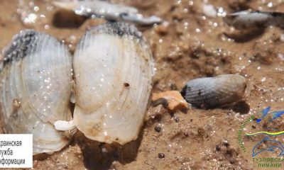 В Одесской области нашли уникальных морских моллюсков (фото, видео) «фото»