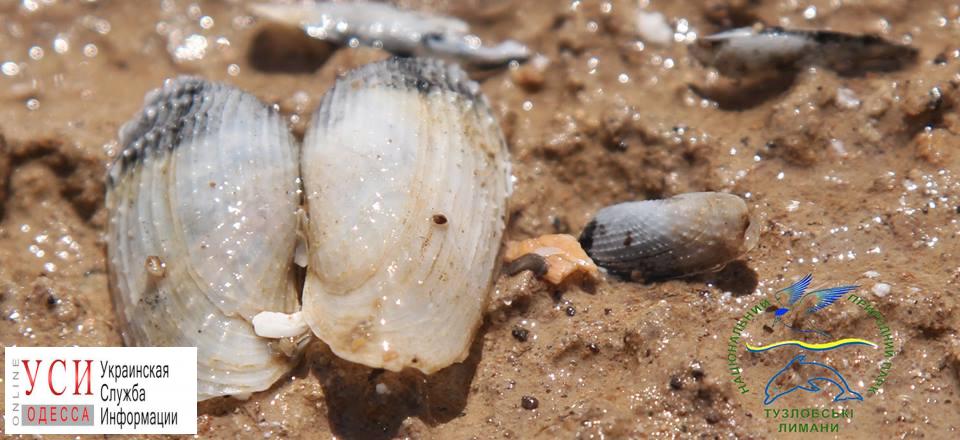 В Одесской области нашли уникальных морских моллюсков (фото, видео) «фото»
