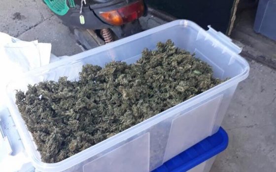 В Одесской области задержан наркоплантатор с 40 килограммами элитной марихуаны (фото) «фото»